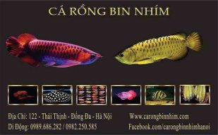 Cá Rồng Bin Nhím