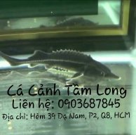 Cá Cảnh Cá Tầm _ Tầm Long