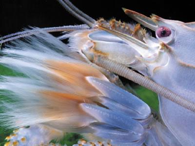 fantailshrimp_a_gabonensis1.jpg