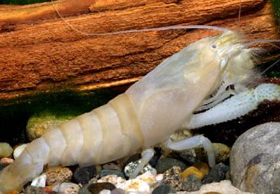 fantailshrimp_a_gabonensis3.jpg