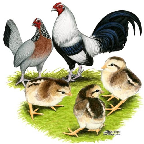 Danh mục tranh gà chọi Anh của Diane Jacky 