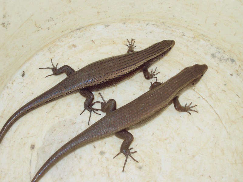 skink02.jpg
