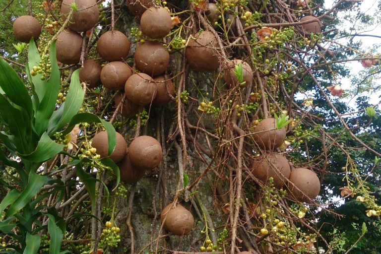 Cannonball_Tree_Couroupita_guianensis-C-WIKIPEDIA-MOKKIE-768x512.jpg