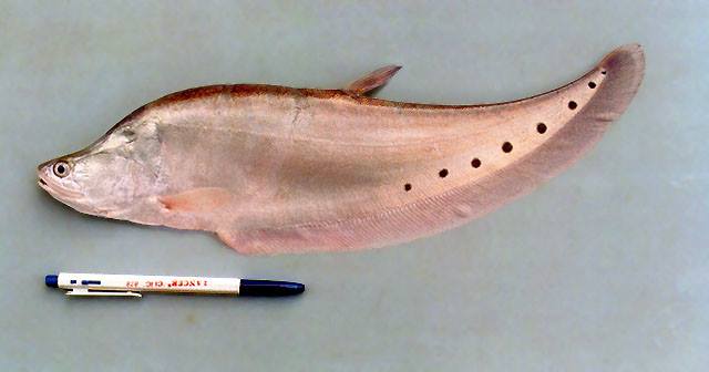 thatlat_Chitala_ornata1.jpg