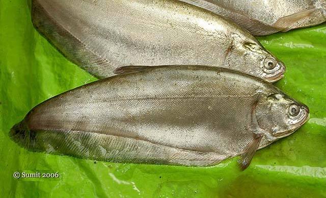thatlat_Notopterus_notopterus.jpg