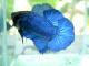 tuan_blue73