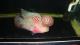 thachnokia
