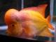 flyfningfish