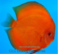 nguyenanh48