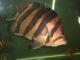 bettafish_75