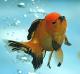 thieuthan_86