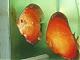 hoaphongdiscus