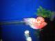 cuonglongthieugia