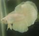 kasami_betta