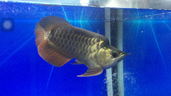 Duybinhduong