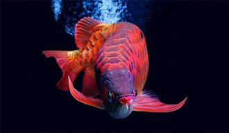 yêu cá cảnh 88