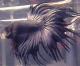 Bettafish15