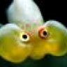 crydream_a_goldfish