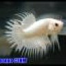 NhocTiLoveBetta