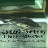 Cá Cảnh Cá Tầm _ Tầm Long