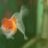 tung_beo_1691