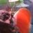 likediscus