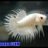 NhocTiLoveBetta