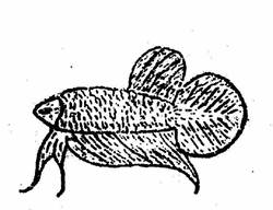 https://web.archive.org/web/20070529203047im_/http:/www.plakatthai.com/clipart/plathung.jpg