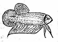 https://web.archive.org/web/20070529203047im_/http:/www.plakatthai.com/clipart/plachon.jpg