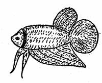 https://web.archive.org/web/20070529203047im_/http:/www.plakatthai.com/clipart/plamore.jpg