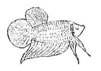 https://web.archive.org/web/20070529203047im_/http:/www.plakatthai.com/clipart/plakrai.jpg