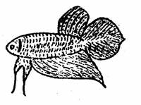 https://web.archive.org/web/20070529203047im_/http:/www.plakatthai.com/clipart/plasang.jpg